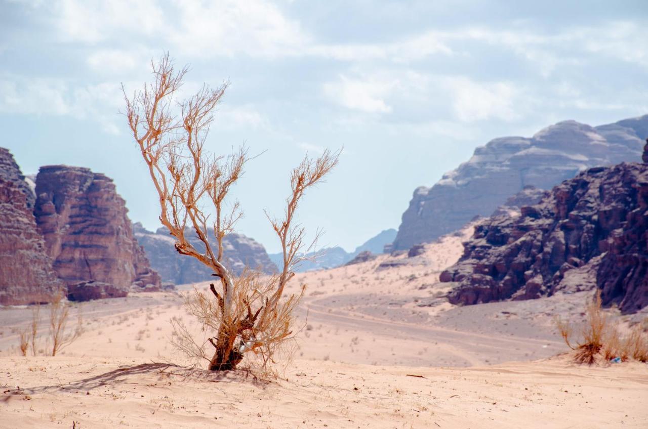 Arena Desert Camp & Adventurers Wadi Rum Eksteriør billede